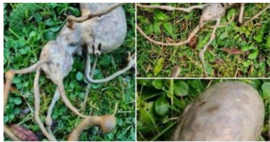 Neighbor finds ‘alien’ object in their backyard that has the internet stumped