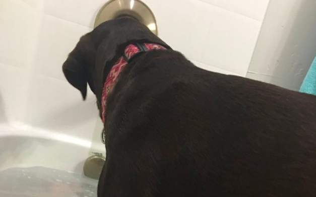 A Remarkable Tale of Heroism: A Pit Bull Named Joy