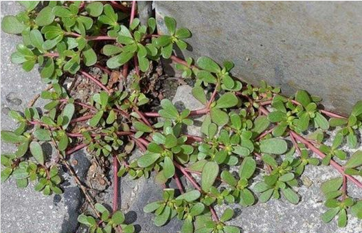 If you see this in your yard, do not break it under any circumstances