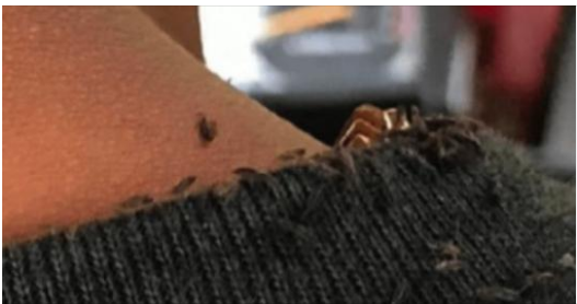 Terrifying Insect Infestation on a Bus!