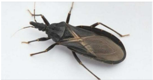 How to React If You Get Bit by This Bug