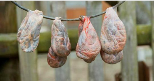 You might have consumed this beaver sac excretion without knowing