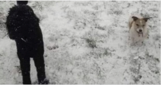 Unveiling the World of Optical Illusions!