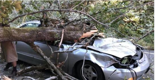 Popular comedian died in sad accident when massive tree limb fell on top of him…
