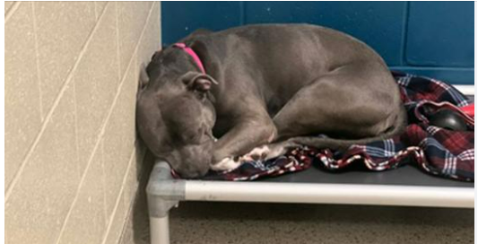 Dog loses hope, “cries endlessly” after 260 days in the shelter — looking for a perfect new home