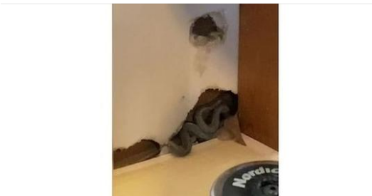 A Mother’s Nightmare: Snakes in the Walls of Her New Home!