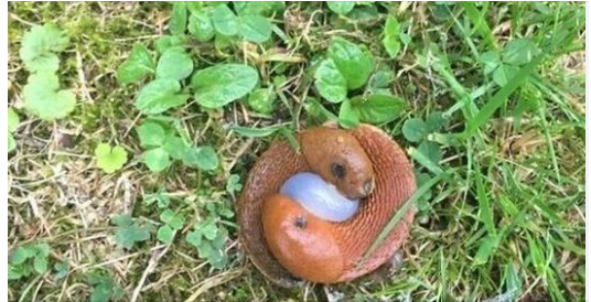 Internet Inquiry: Unraveling Nature’s Mysteries