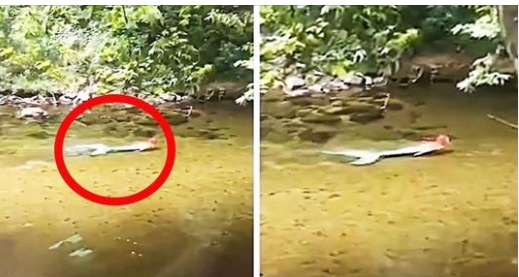 Tourists Spot Weird Figure In River – They Turn Pale When They Take A Closer Look 