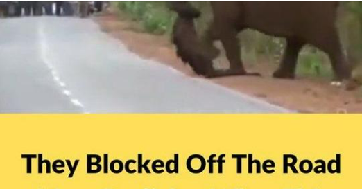 A Heartbreaking Scene: Elephants Mourning Their Young