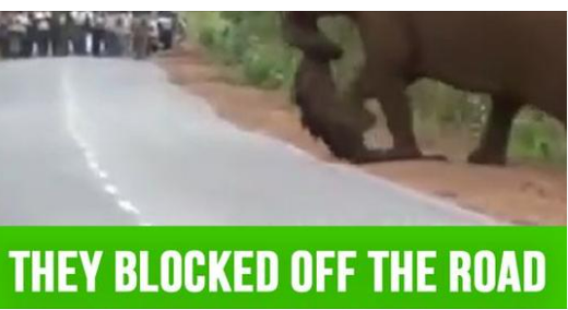 Weeping elephants mourn a lost baby in a funeral march like humans