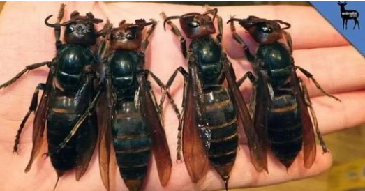 IMPORTANT ALERT! DEADLY DANGER! The Most Dangerous Insect In The World Has Appeared