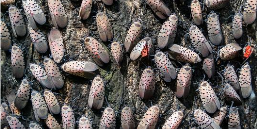 If you ever see this winged creature near your home, you might want to consider getting rid of it