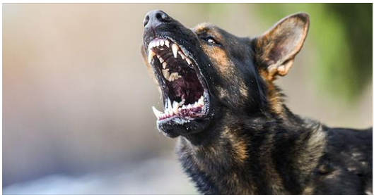 Model Is Mauled by Dog and Her Journey To Recovery Was Nothing Short of Remarkable 