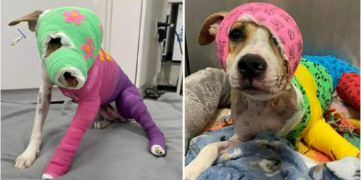 Riona was cruelly set on fire — after a year of recovery, she’s finally going to her new home