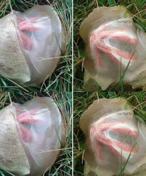 I Found Something Bright Red in My Garden and Paused