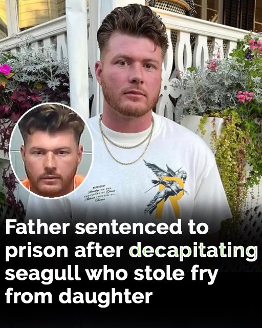 Father sentenced to prison after decapitating seagull who stole fry from daughter