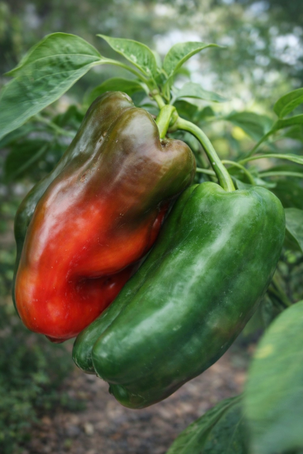 Doctors reveal that bell peppers cause… …See more 