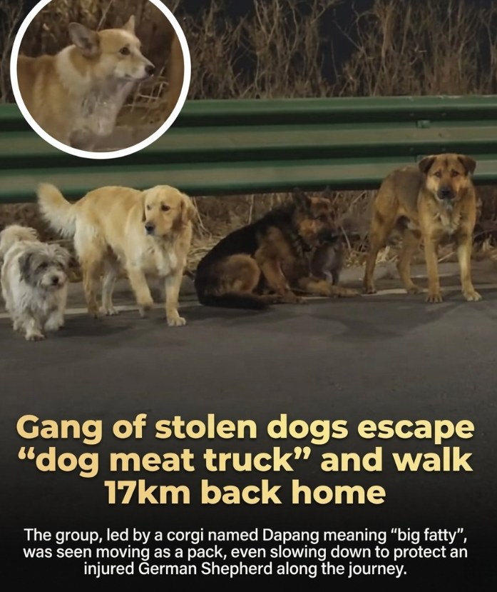 Seven Dogs Go Viral After Escaping Suspected Dog Meat Truck, Traveling 17km Together Led By Heroic Corgi “Dapang,” They Navigate Highways And Fields In Freezing Conditions While Protecting An Injured German Shepherd Sparking Millions Of Online Views, Volunteer Search Efforts, And Global Admiration Before Joyfully Reuniting With Their Families In A Heartwarming Tale Of Loyalty, Teamwork, And Courage