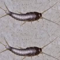 What It Means When You Spot This Insect in Your Home