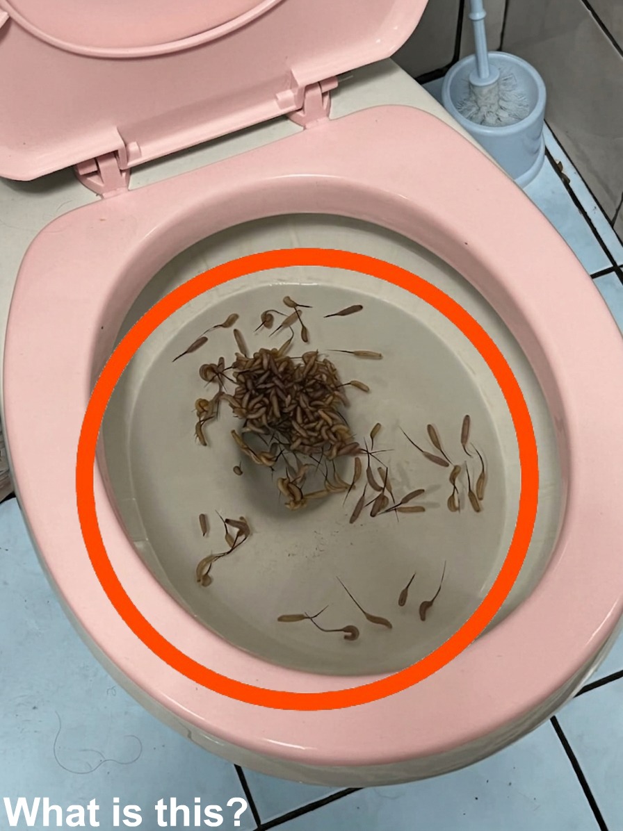 These things show up in my toilet after it rains. Any idea what they are?