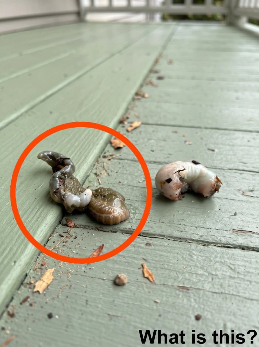 I went out onto the balcony this morning and saw this on the floor.