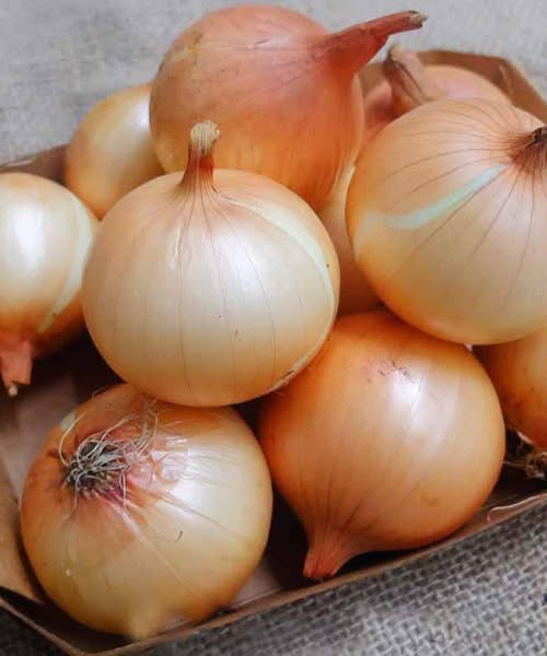 The Health Benefits of Eating Onions Regularly