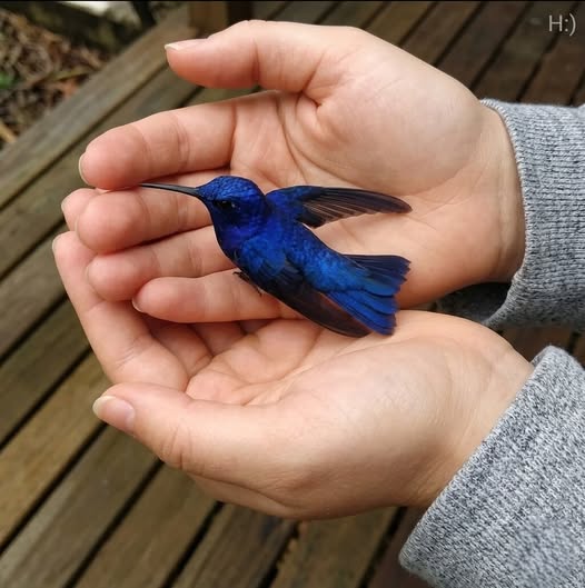 Did You Know That If a Hummingbird Comes to Your Home, It Means Something Special?