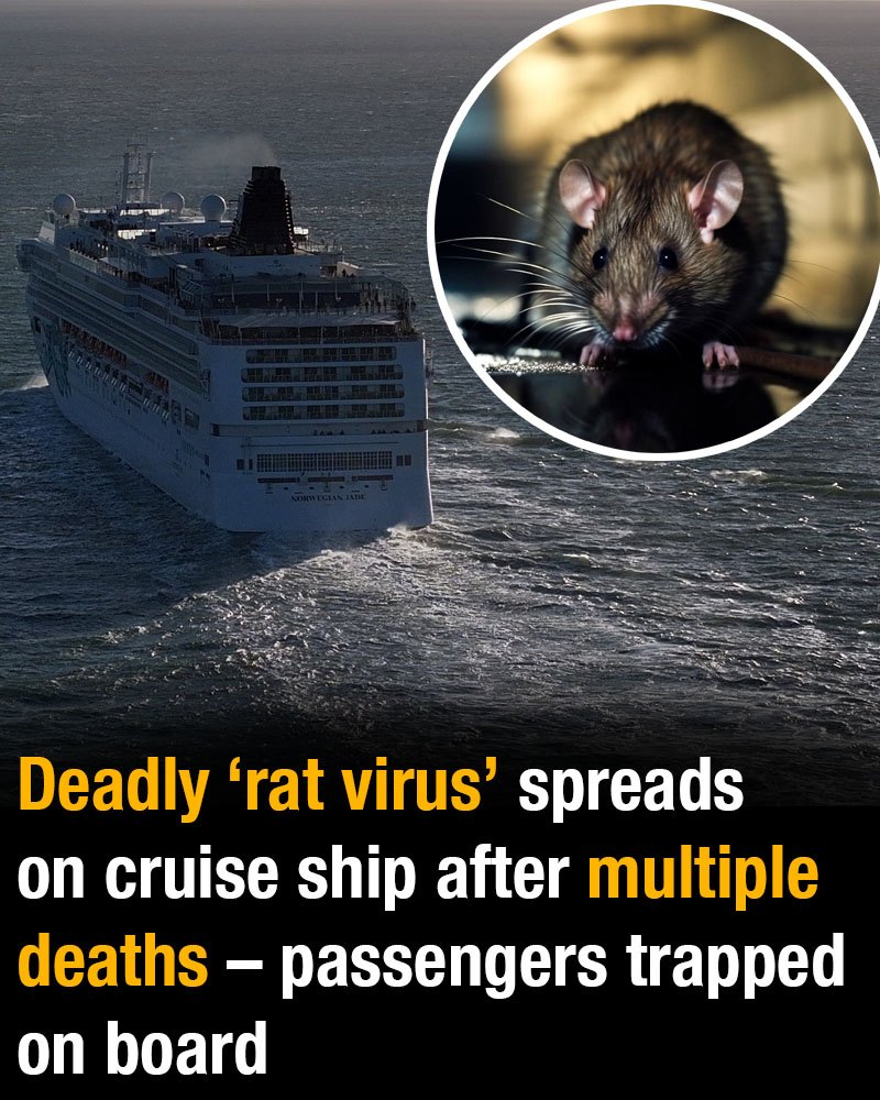 Deadly ‘rat virus’ spreads on cruise ship after multiple deaths – passengers trapped on board