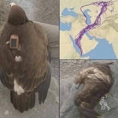 Scientists Tracked an Eagle for 20 Years—What They Learned