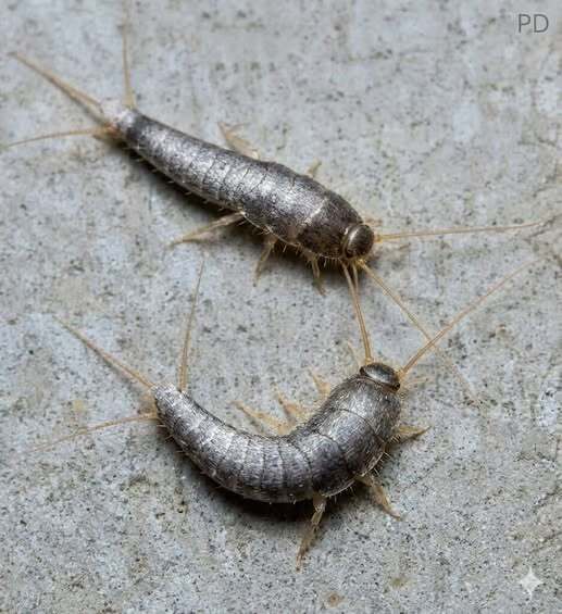 What It Means When You Spot This Insect in Your Home