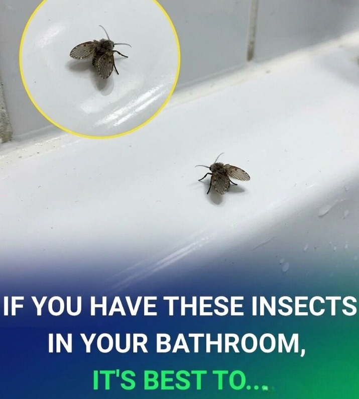 The Bathroom Fly That Appears in Many Homes and What Its Presence Could Indicate Explores Why Drain Flies Often Gather Around Sinks, Showers, and Pipes, Revealing How Moisture, Organic Buildup, and Poor Drain Maintenance Create Ideal Breeding Conditions, While Experts Explain What These Tiny Insects May Suggest About Household Hygiene and How Proper Cleaning Can Help Prevent Infestations Naturally