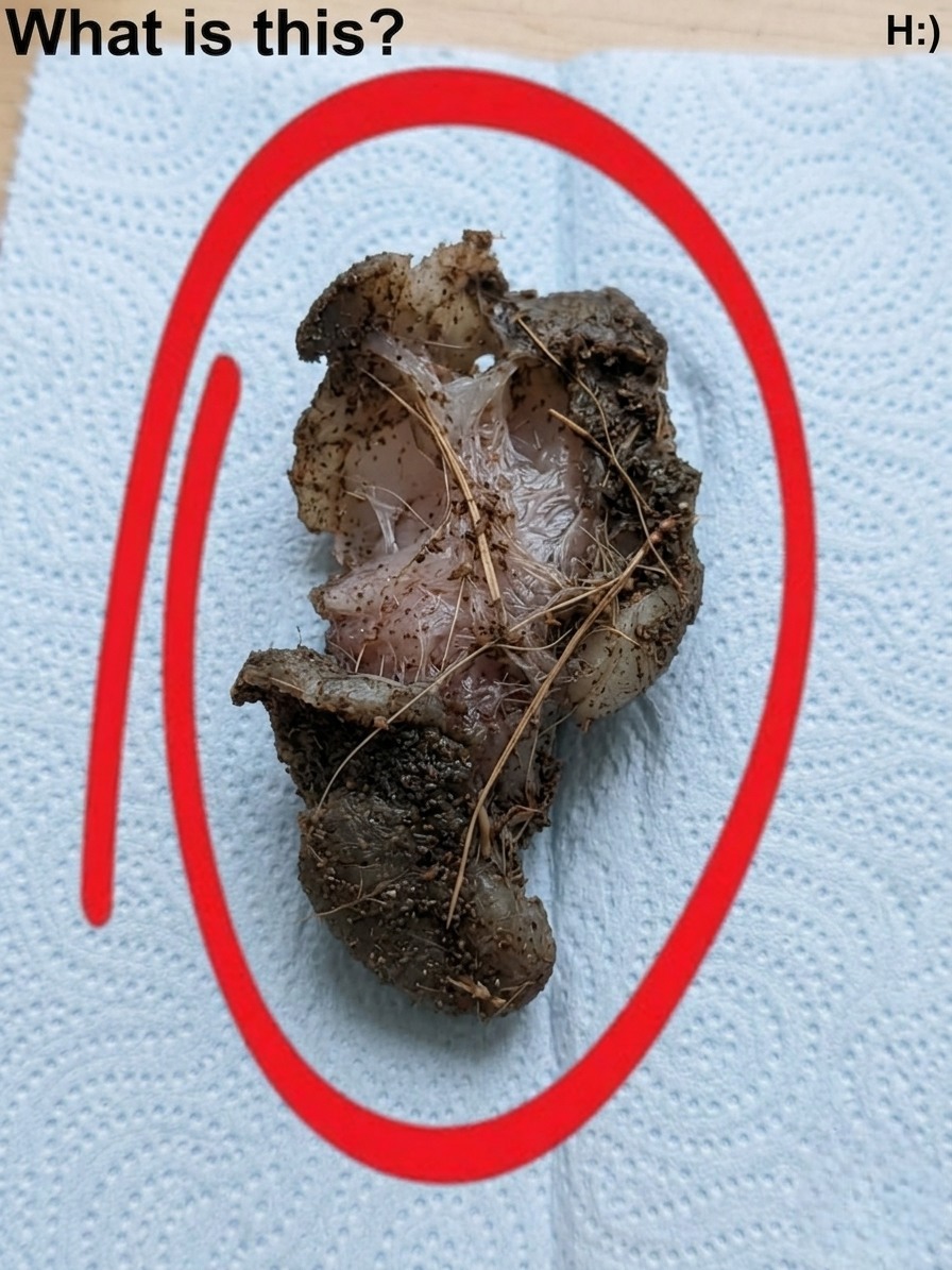 I Found This Hidden Under the Wardrobe in My Girlfriend’s Room, and the Unexpected Discovery Left Me Curious, Confused, and Wondering What It Was Doing There, While Raising Questions About Whether It Was Something Harmless, Forgotten, Secretive, or Connected to a Part of Her Life I Had Never Known About Before in Our Relationship Together