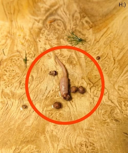 Something Unexpected Appeared in My Ground Beef While Cooking