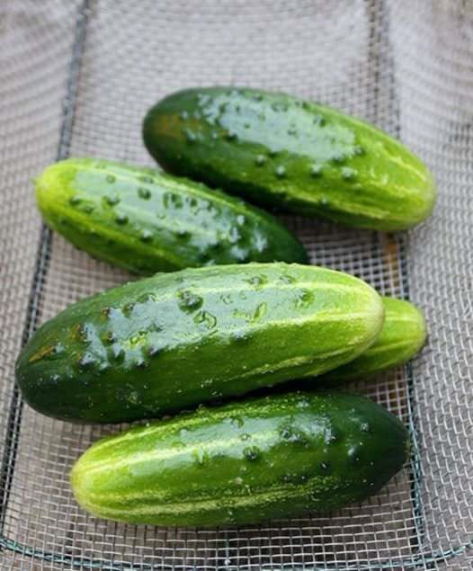 DOCTORS FINALLY REVEAL THE HIDDEN IMPACT OF EATING CUCUMBERS EVERY DAY