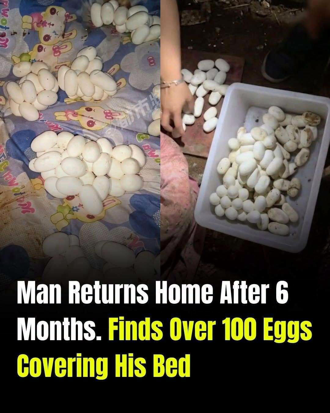I Came Home Exhausted and Found Strange Objects That Turned Out to Be Lizard Eggs