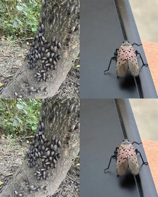The Flashy Red Invader Destroying Your Backyard: Why You Must Declare War on This Pest Today