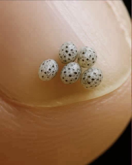 Microscopic Eggs That Look Like Mini Watermelons: The Wonder of Stick Insects