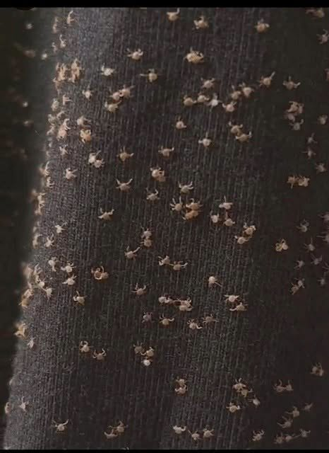 These Tiny Things Covered My Pant Leg After a Walk