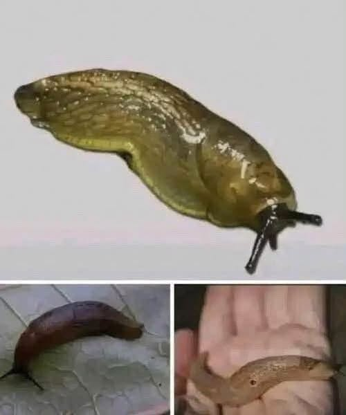 Slugs: The Surprisingly Important Creatures Beneath Our Feet
