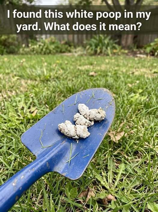 Why Would Your Pooch Have White Poop?