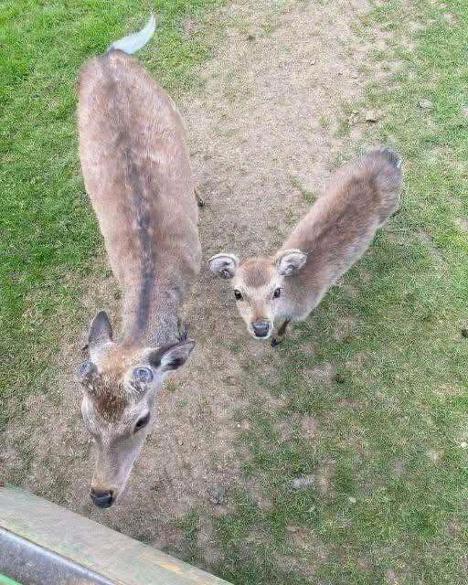 I THOUGHT THEY WERE JUST CURIOUS DEER—UNTIL I SAW WHAT THE LITTLE ONE WAS CARRYING