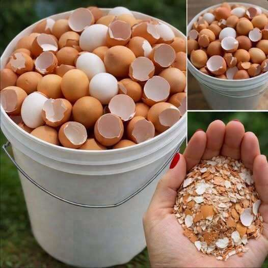 Don’t Toss Those Eggshells: 17 Ways to Reuse Them