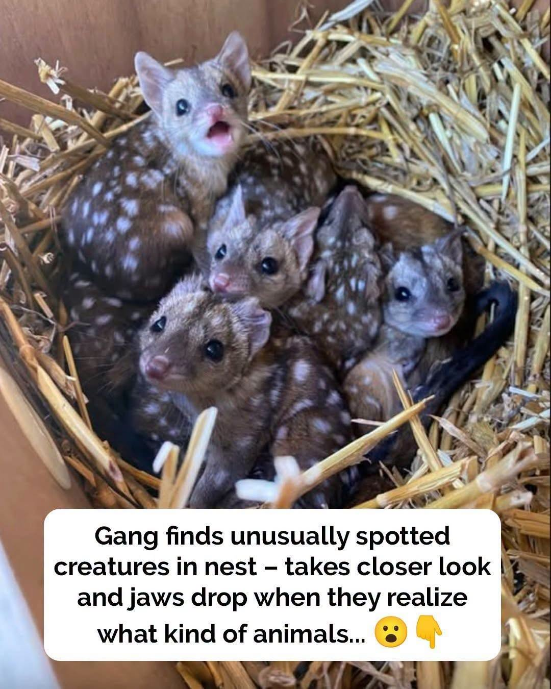 Gang finds unusually spiky creatures in nest – takes a closer look and jaws drop when they realize what kind of animals they are – OMG