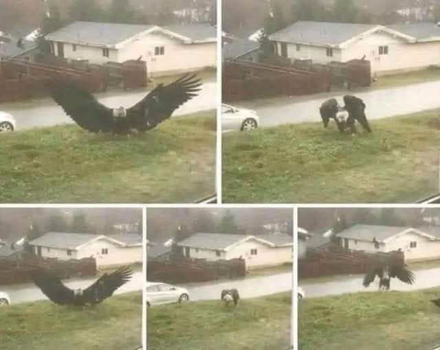 Giant Eagle captured in Bro!