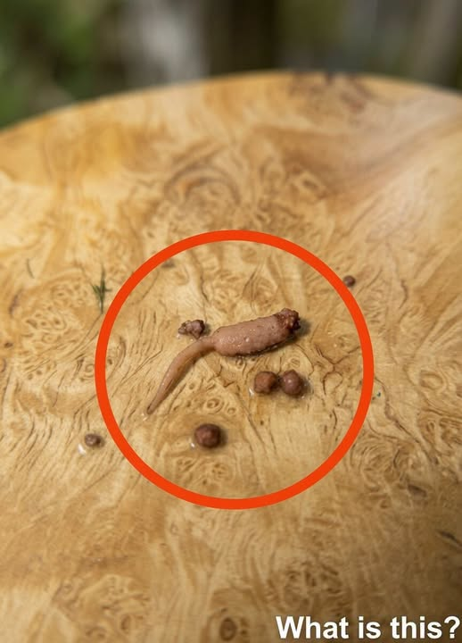 THE DINNER TABLE NIGHTMARE: I Was Cooking Ground Beef for My Kids When I Spotted Something That Nearly Stopped My Heart