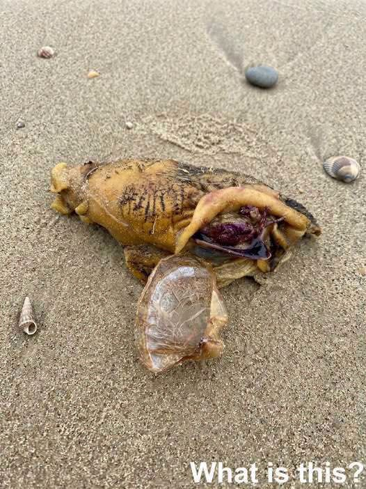I was walking along the beach with my dog when we suddenly noticed this near the shore.