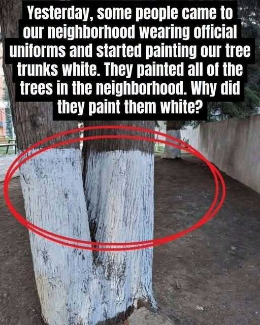 Why Are Some Trees Painted White?