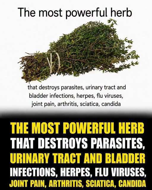 THE MOST POTENT HERB THAT DESTROYS PARASITES, URINARY TRACT