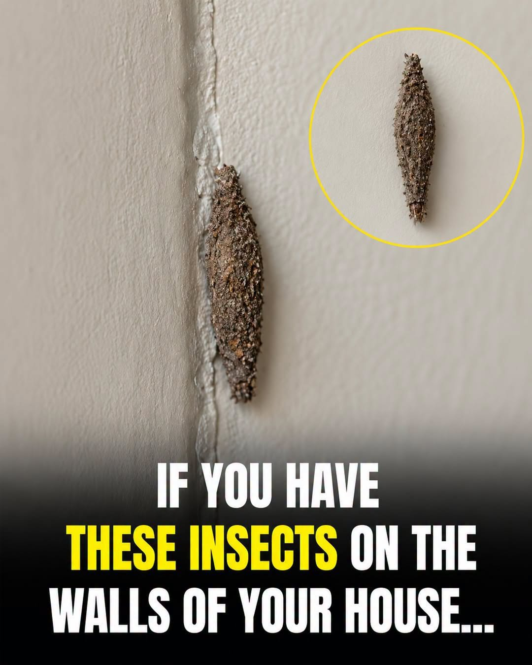 Hidden Hotspots: The Places This Insect Is Most Likely Lurking Indoors