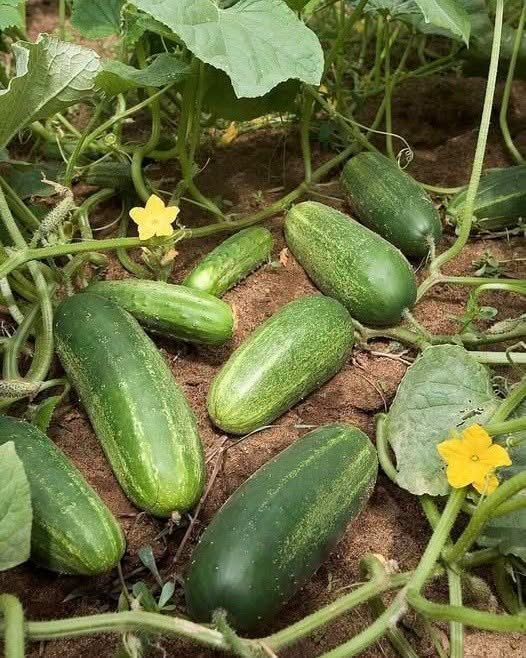 DOCTORS FINALLY REVEAL THE HIDDEN IMPACT OF EATING CUCUMBERS EVERY DAY